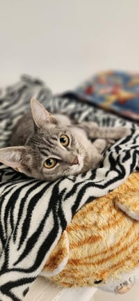 Kitten 27877 (Elsa) - Photo 2