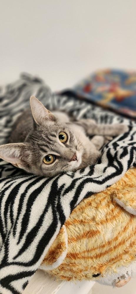 KITTEN 27877 (ELSA) - Domestic Short Hair available for adoption