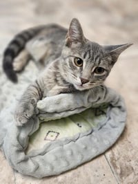 Kitten 27877 (Elsa) - Photo 3