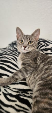 Kitten 27877 (Elsa) - Photo 4