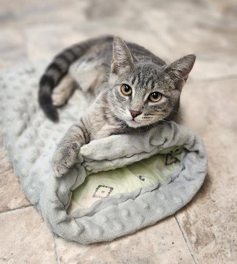 KITTEN 27877 (ELSA) - Domestic Short Hair available for adoption