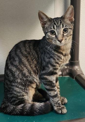 KITTEN 27802 (CONCHITA) - Tabby available for adoption
