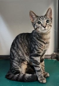 Kitten 27802 (Conchita) - Photo 2