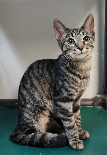 KITTEN 27802 (CONCHITA) - Tabby available for adoption
