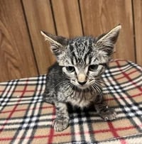 Kitten 27802 (Conchita) - Photo 3