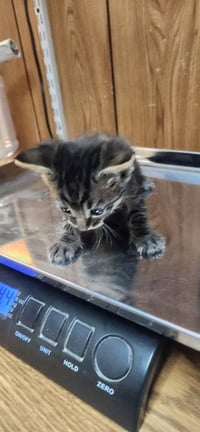 Kitten 27802 (Conchita) - Photo 4