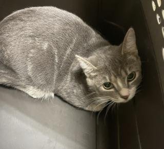 EDITH - Tabby available for adoption