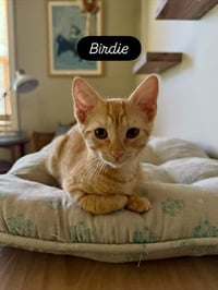 Birdie - Photo 2