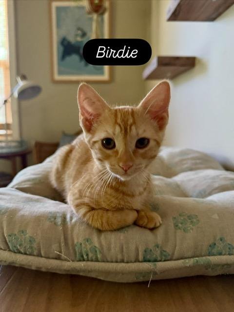 BIRDIE - Tabby available for adoption