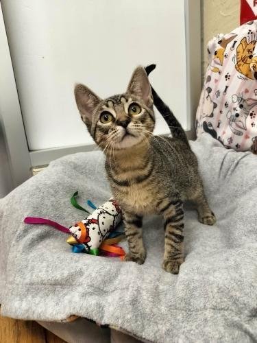 COOPER - Tabby available for adoption