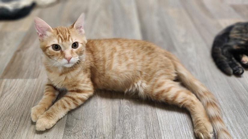 Kitten 27952 (Woody) Image
