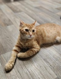 Kitten 27952 (Woody) - Photo 3