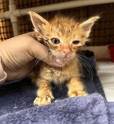 KITTEN 27952 (WOODY) - Tabby available for adoption