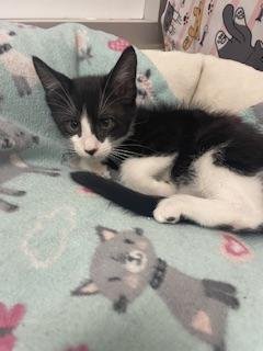 DANDELION - Tuxedo available for adoption