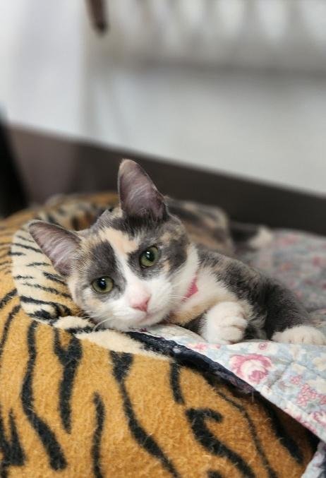 CAT 27723 (CUPCAKE) - Dilute Calico available for adoption