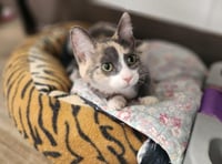 Cat 27723 (Cupcake) - Photo 3