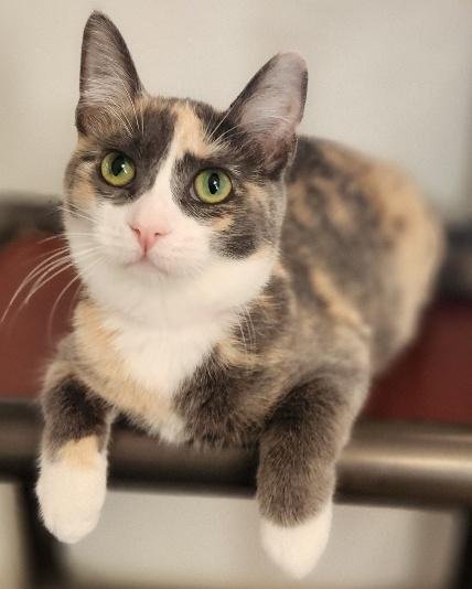 Cat 27723 (Cupcake) Image