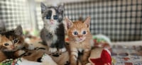 Cat 27723 (Cupcake) - Photo 4