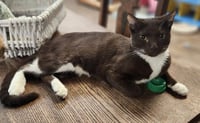 Kitten 27933 (Reeses) - Photo 1