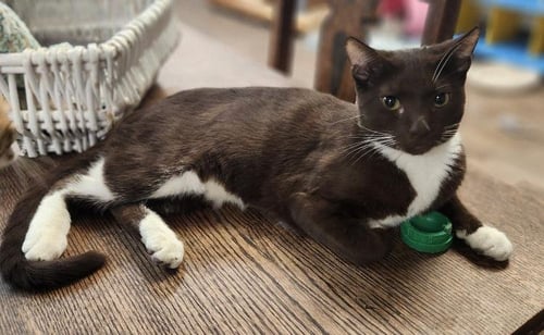 KITTEN 27933 (REESES) - Tuxedo / Havana available for adoption
