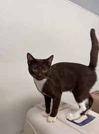 Kitten 27933 (Reeses) - Photo 2