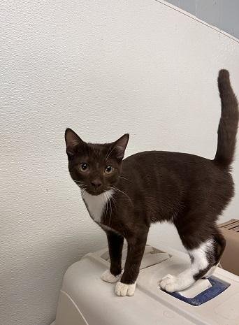 KITTEN 27933 (REESES) - Tuxedo / Havana available for adoption