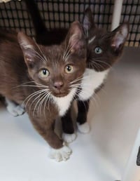 Kitten 27933 (Reeses) - Photo 4
