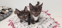 Kitten 27933 (Reeses) - Photo 3