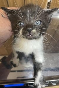 Kitten 27855 (Oreo) - Photo 4