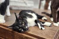 Kitten 27855 (Oreo) - Photo 1