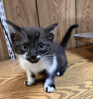 KITTEN 27855 (OREO) - Domestic Short Hair available for adoption