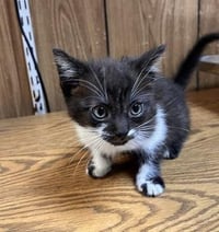Kitten 27855 (Oreo) - Photo 3