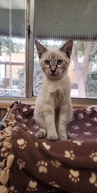 Cat 23630 (Rigatoni) - Photo 2