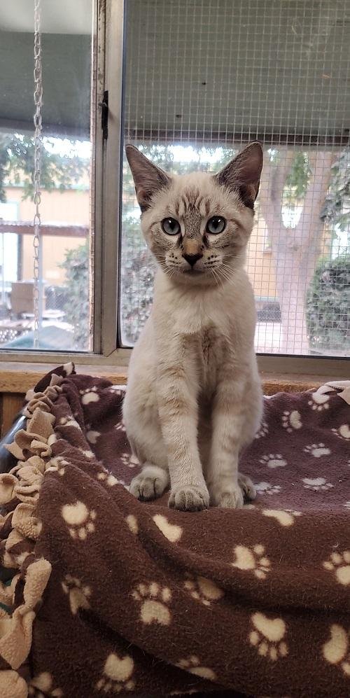CAT 23630 (RIGATONI) - Siamese available for adoption