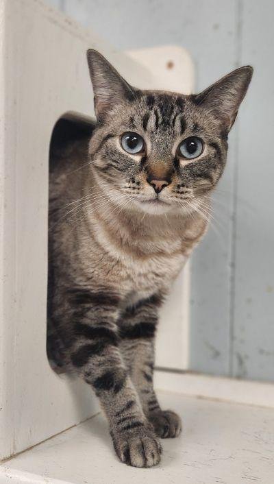 Cat 23630 (Rigatoni) Image