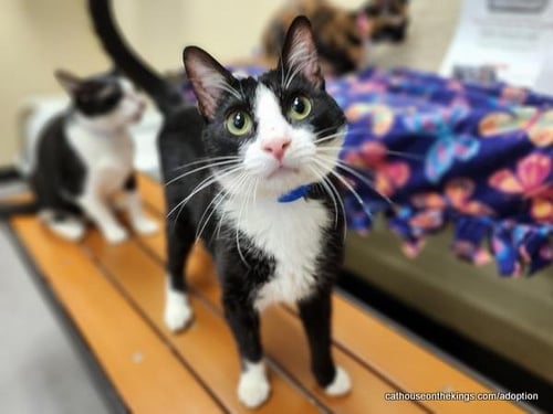 BILLY BOB - Domestic Short Hair available for adoption