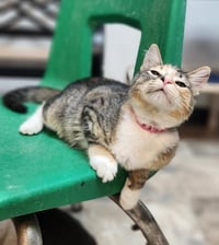 Kitten 27876 (Summer) - Photo 1
