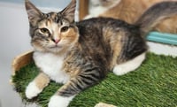 Kitten 27876 (Summer) - Photo 4