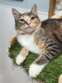 Kitten 27876 (Summer) - Photo 2