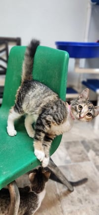 Kitten 27876 (Summer) - Photo 3