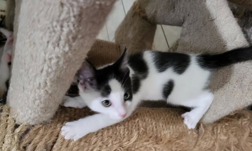 BECKY - Domestic Short Hair available for adoption