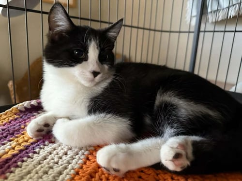 ZAY - Domestic Short Hair available for adoption
