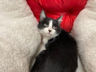 ZAY - Domestic Short Hair available for adoption
