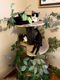 Zay - Photo 4