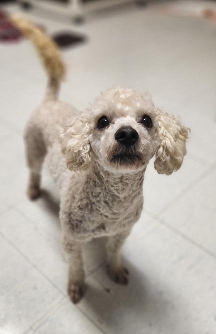 ARTHUR-LIGHT BLUE COLLAR - Poodle (unknown type) available for adoption