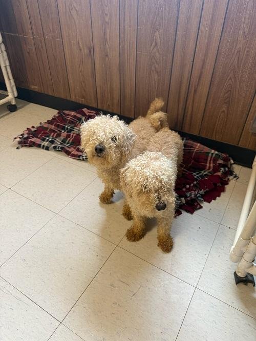 Arthur-Light Blue collar - Photo 4