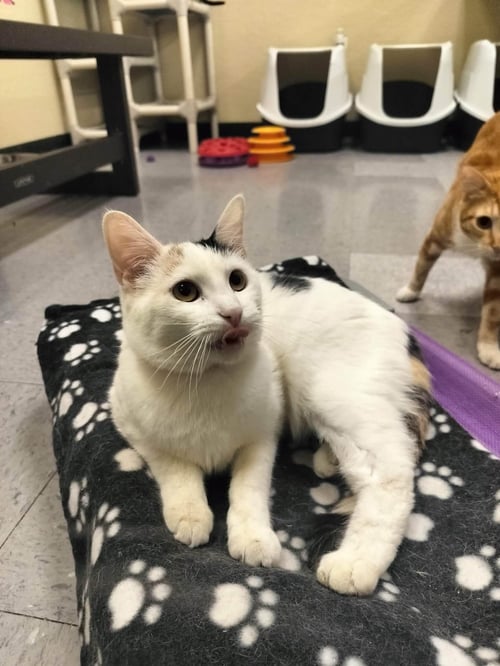 SNOWPEA - Calico available for adoption