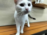 SnowPea - Photo 2