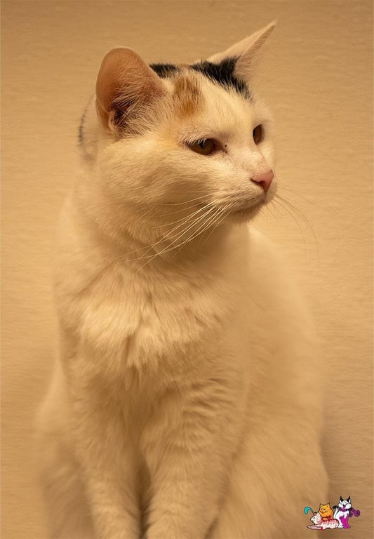 SnowPea Image