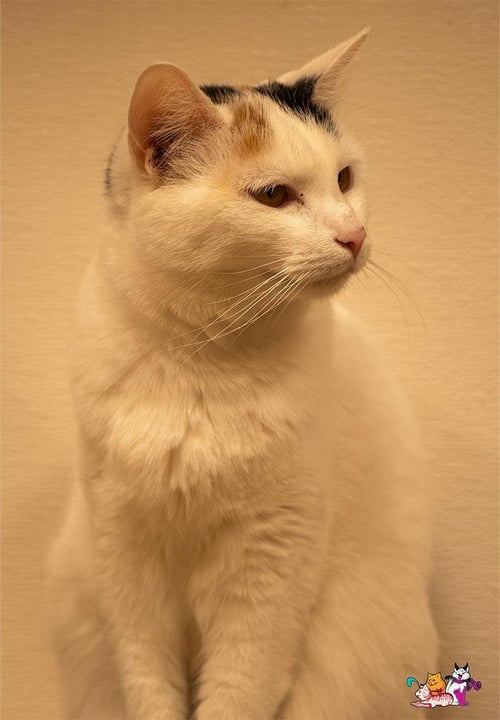 SNOWPEA - Calico available for adoption